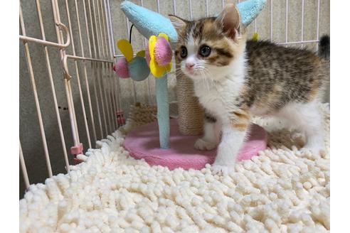 成約済の千葉県のマンチカン-29878の3枚目